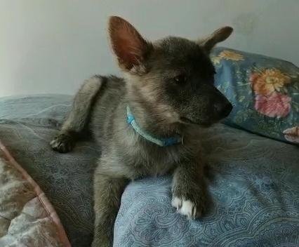 Gaia, Cucciola Simil Cane Lupo Apuano Di 3 Mesi